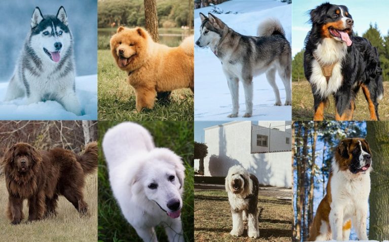 Exploring 23 Big Fluffy Dog Breeds: Find Your Perfect Furry Friend